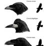 Crows
