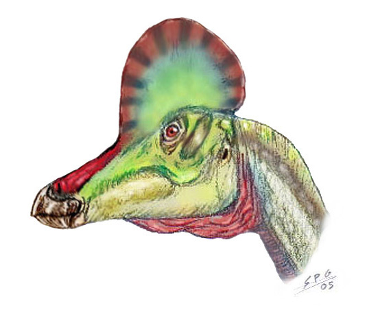 Corythosaurus casuarius