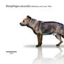 Borophagus secundus