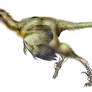 Bambiraptor feinbergorum