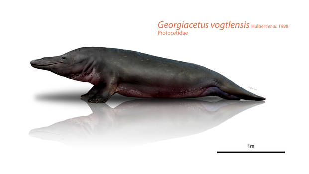 Georgian hippo-seal