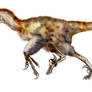 Utahraptor ostommaysorum
