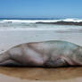 Maternal hippo-seal