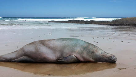 Maternal hippo-seal