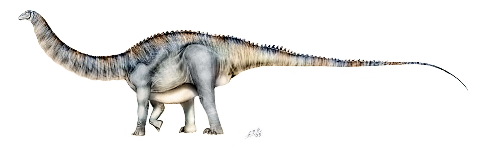 Apatosaurus louisae