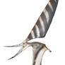 Nyctosaurus gracilis