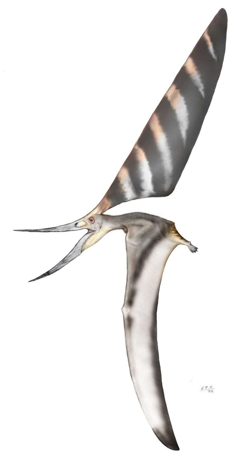 Nyctosaurus gracilis