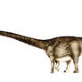 Barosaurus