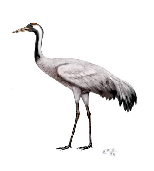 Common crane