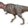 Tyrannosaurus revised