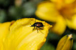 Japanese Beetle on Yellow Lily by MnM-Commander