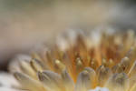 Close Up: Grey Chrysanthemum by MnM-Commander