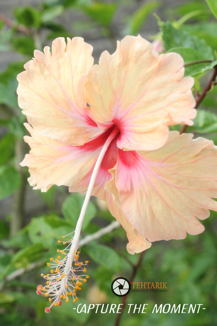 Bunga Raya by najmil1988 on DeviantArt