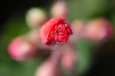 Rose Bud