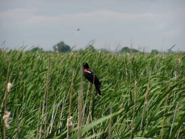 Bird in Swamp