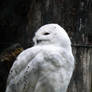 Snow Owl I