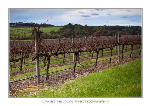 Winter Vines