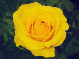 LondonYellowFlower