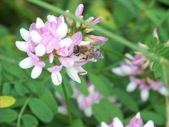 Bee on Flower