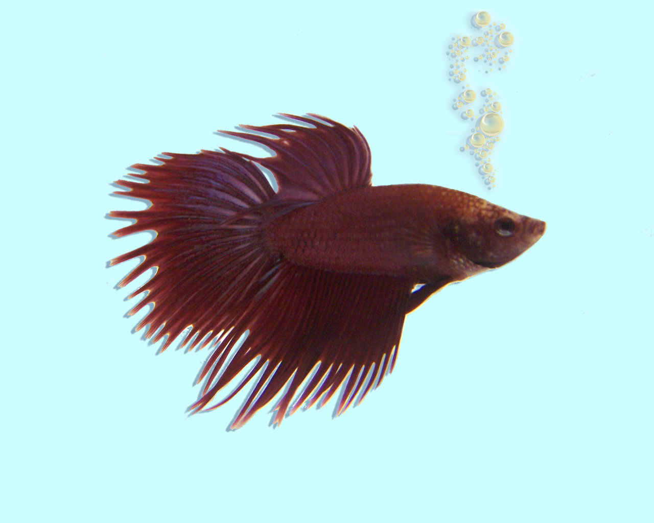 Name this Betta