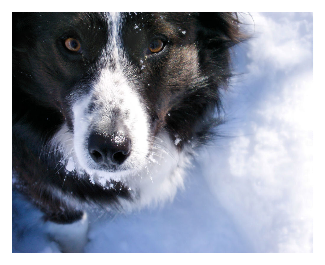 Snow Dog