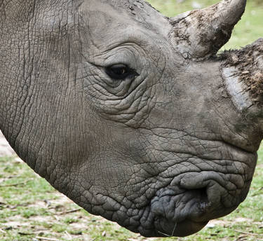 rhino