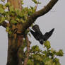 tree diving