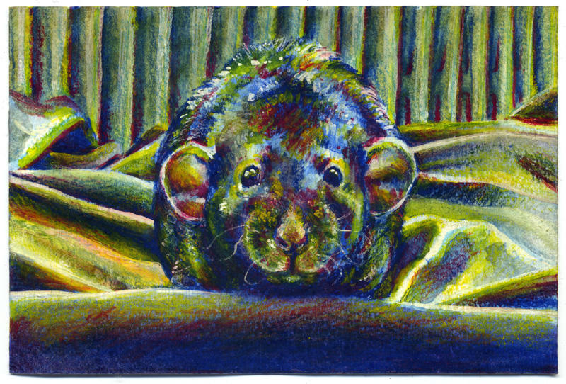 Rat sketch 05 by nuances-curieuses