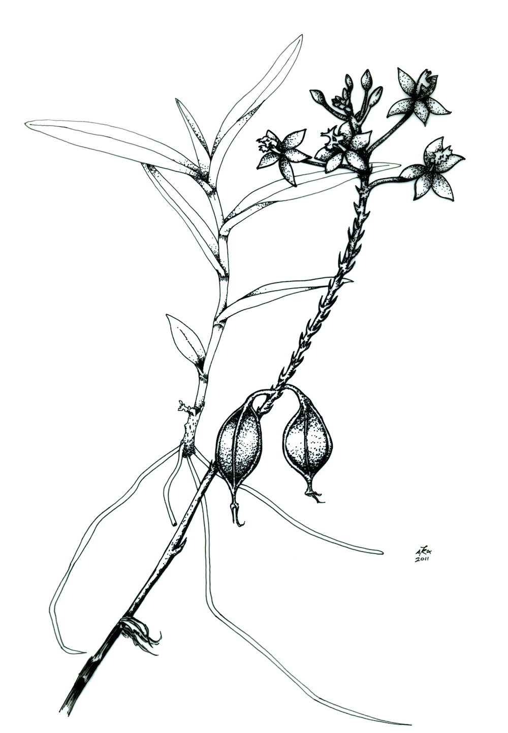 Crucifix Orchid II