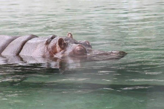 Hippo