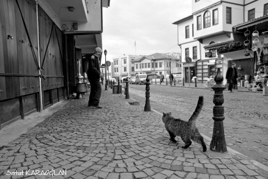 Street, Cat and Old Man