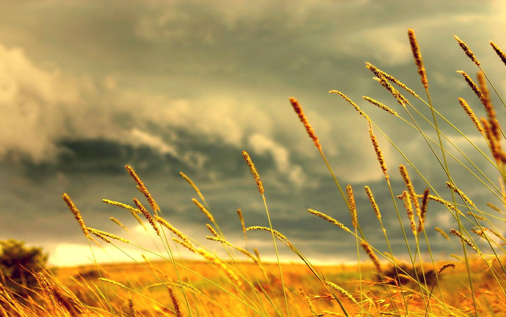 Grass by Jorlin