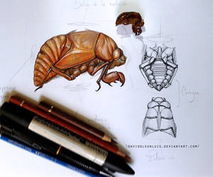Scientific Illustration Cicada, Chicharra