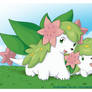 SHAYMIN RULEA