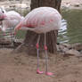 headless flamingo