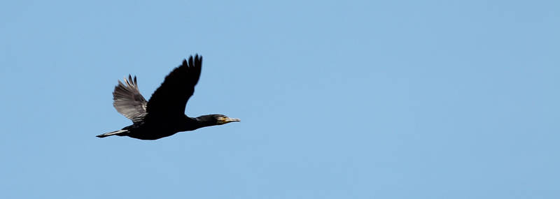 Flying in blue