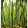 Hokokuji Temple's Bamboo