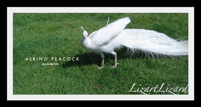 albino peacock