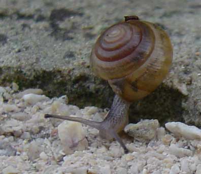 snail