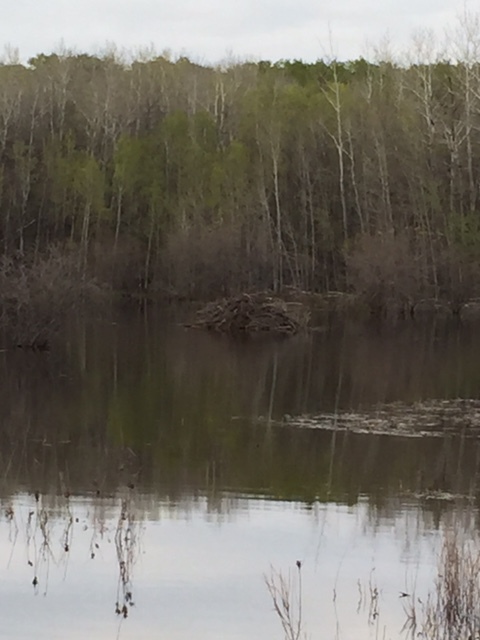 Beaver Pond Sk