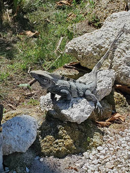 Green Iguana 