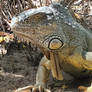 An orange iguana! Hombre!