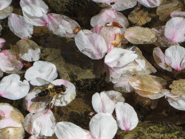 Sakura and Bee