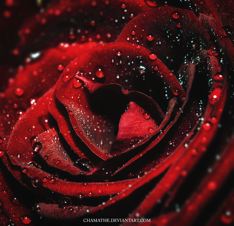 Red Rose