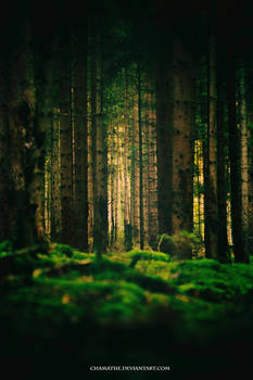 Wooden Harmony