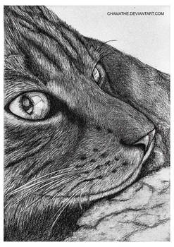 Pencil Drawing - Our cat