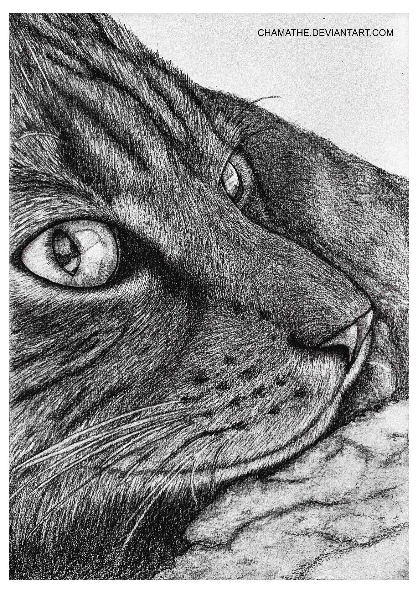 Pencil Drawing - Our cat