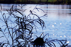 A Shadow against the Water