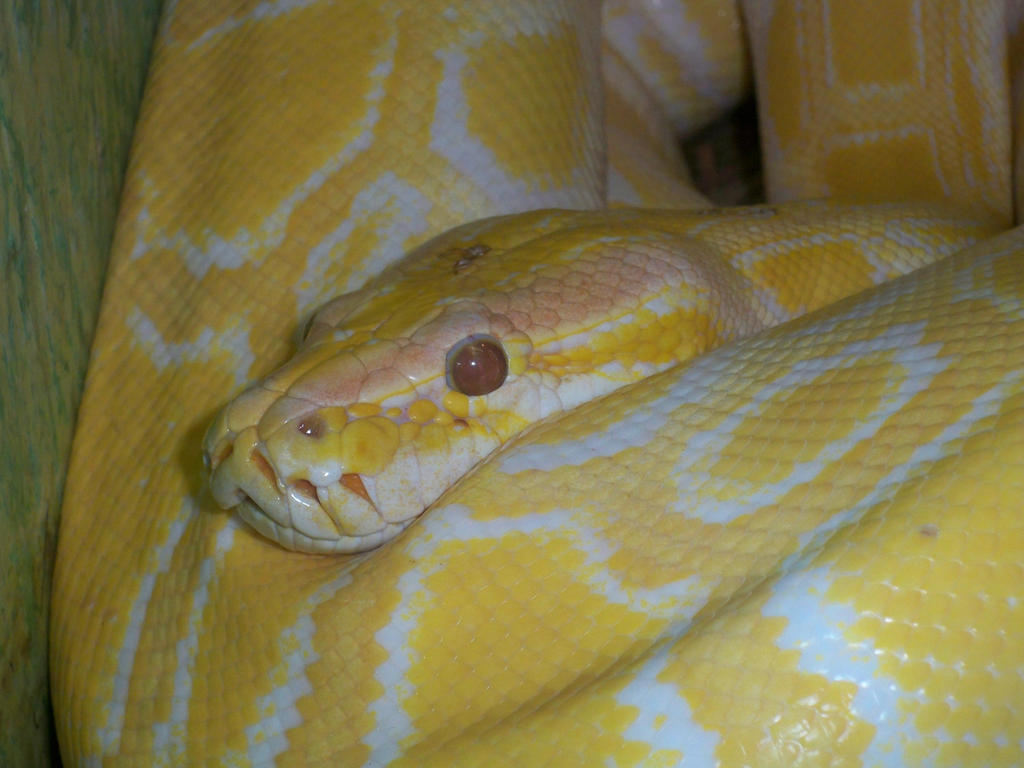 Albino Python by insidethemirror on DeviantArt