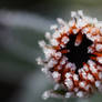 Frosty Flower